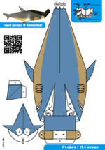 requin marteaux • hammerhead